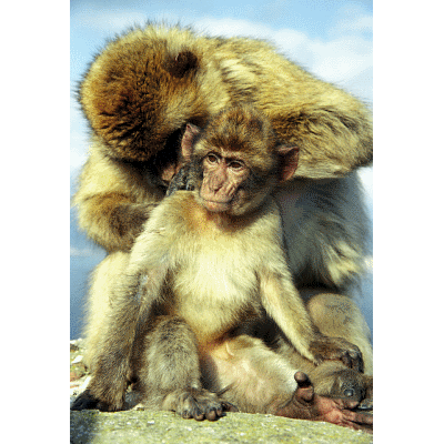 Barbary Apes, Gibralta|http://sebire.id.au/photos/Europe/Spain/Gibralta/index.html